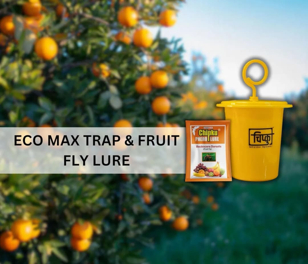 चिपकू - फ्रूट फ्लाई ल्यूर (बैक्ट्रोसेरा डोर्सालिस) के साथ फेरोमोन इकोमैक्स ट्रैप केवल लक्षित कीटों को आकर्षित करता है, फलों और सब्जियों की फसलों के लि - Image 7