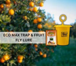चिपकू - फ्रूट फ्लाई ल्यूर (बैक्ट्रोसेरा डोर्सालिस) के साथ फेरोमोन इकोमैक्स ट्रैप केवल लक्षित कीटों को आकर्षित करता है, फलों और सब्जियों की फसलों के लि 7