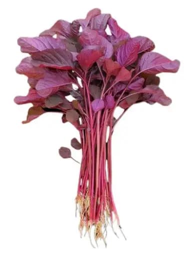 Iris Hybrid Vegetable Seeds Amaranthus Red, Lal Chaulai Seeds, Best For Kitchen Garden. (50 Seeds) - Image 2