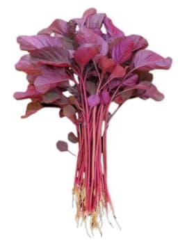 Iris Hybrid Vegetable Seeds Amaranthus Red, Lal Chaulai Seeds, Best For Kitchen Garden. (50 Seeds) 2