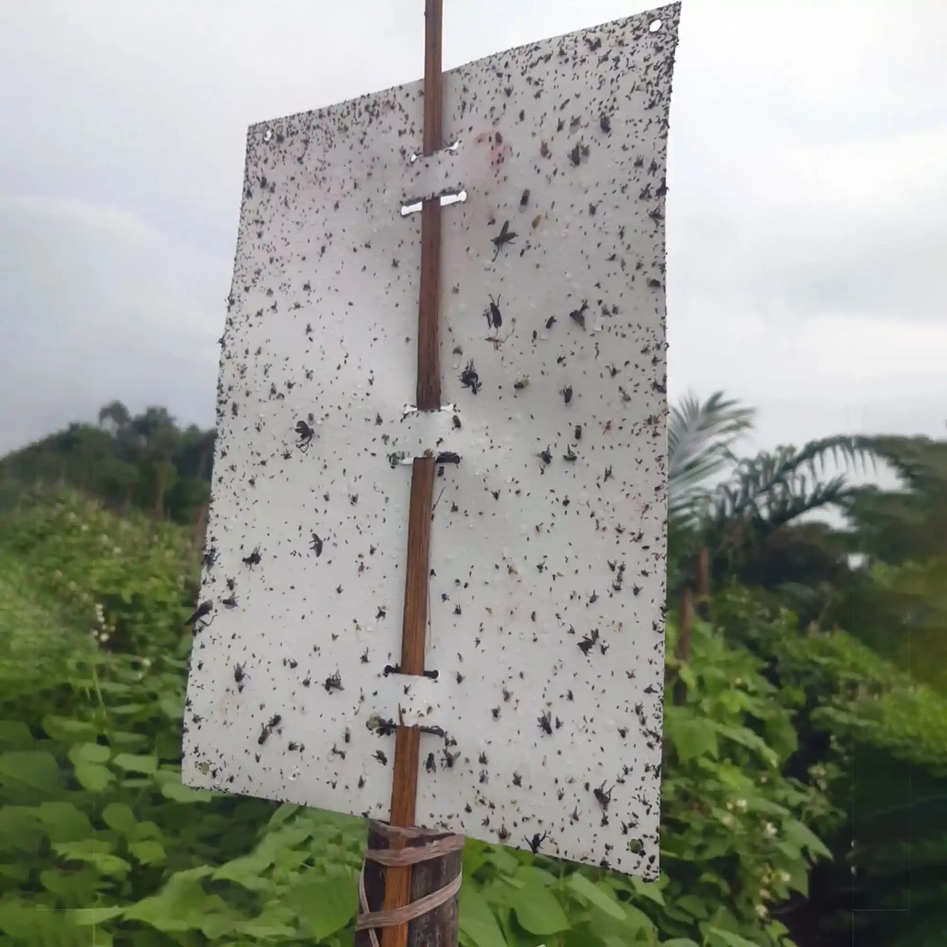 Barrix Magic Sticker - White Sheet, Non-Drying, Non-Fading, Non- Dripping. - Image 3