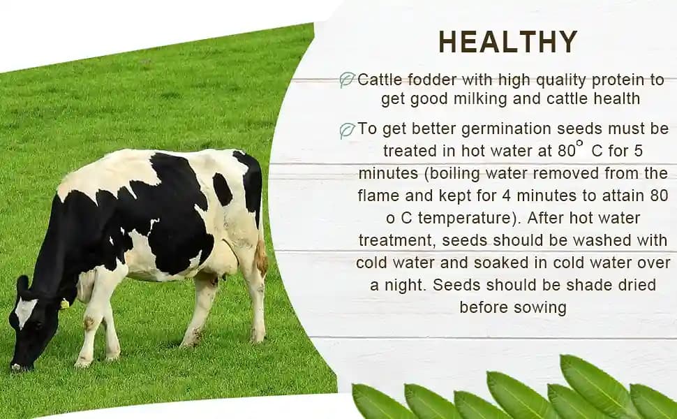 SK International Hedge Lucerne Seeds (Velimasal, Dasrath Grass Seeds) For Cattle Fodder - Image 7