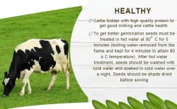 SK International Hedge Lucerne Seeds (Velimasal, Dasrath Grass Seeds) For Cattle Fodder 7