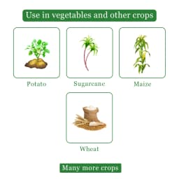 एडामा 2,4-डी मेन अमाइन सॉल्ट 58% एसएल खरपतवारनाशी, चयनात्मक प्रणालीगत पोस्ट-एमर्जेंस खरपतवारनाशी 4