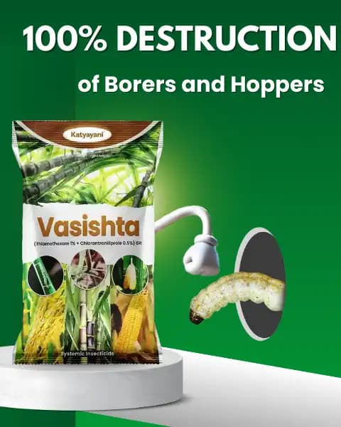 Katyayani Vasishta Thiamethoxam 1% + Chlorantraniliprole 0.5% GR, Advanced Chemical Insecticide Granules For Effective Pest Management - Image 2