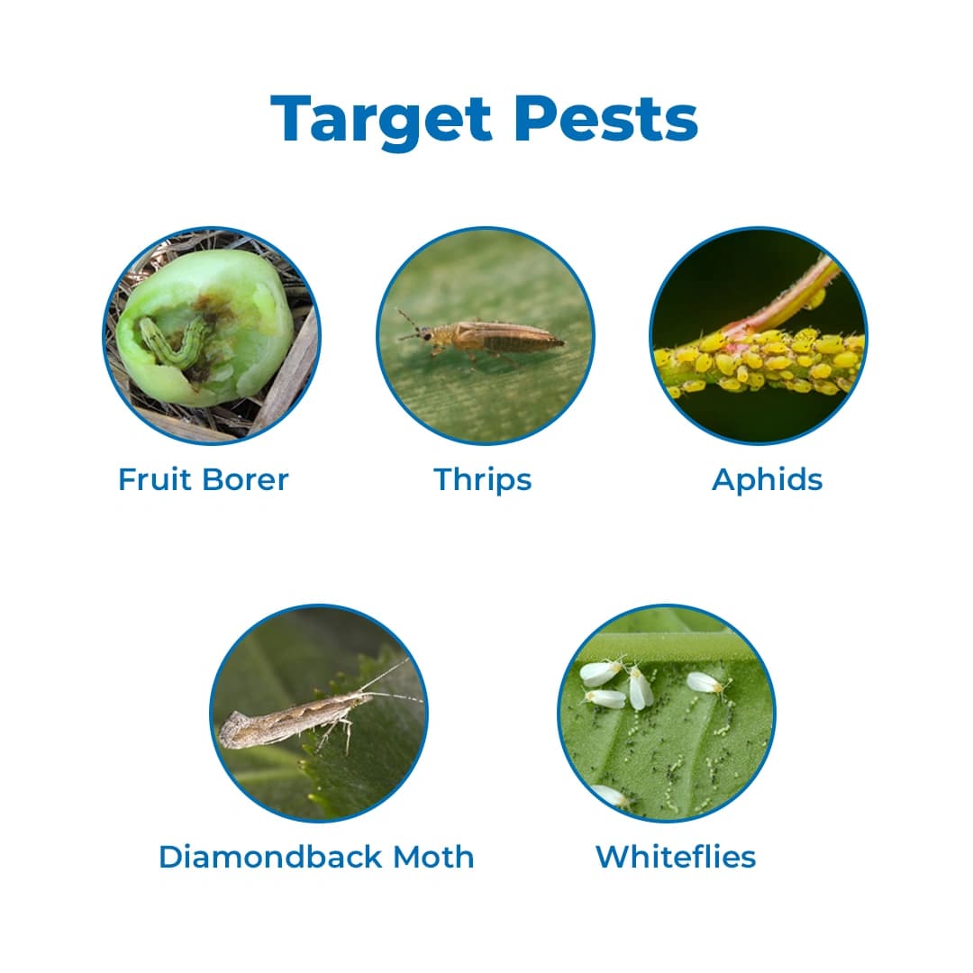 IIL Shinwa Insecticide - Image 3