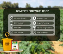 Chipku Pheromone Ecomax Trap With Melon Fly Lure (Bactrocera Cucurbitae) Feeding By The Larvae. For Gourds, Pumpkin, Tomato, Water Melon, Zucchini 5