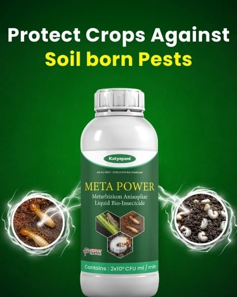Katyayani Meta Power Metarhizium Anisopliae, Liquid Bio Insecticide, Effective Against a Broad Spectrum of Insects - Image 2