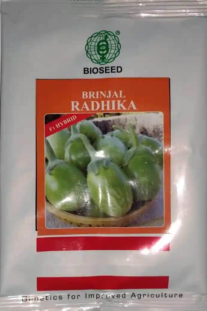 Bioseed Hybrid Brinjal Seeds Radhika, Bengan ke Beej , Best Quality Seeds.