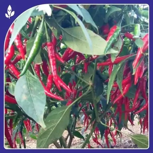 Sagar Tejal F1 Hybrid Chilli Seeds, Highly Pungent, Dual Purpose, Early Maturity, High Yield Variety - Image 3