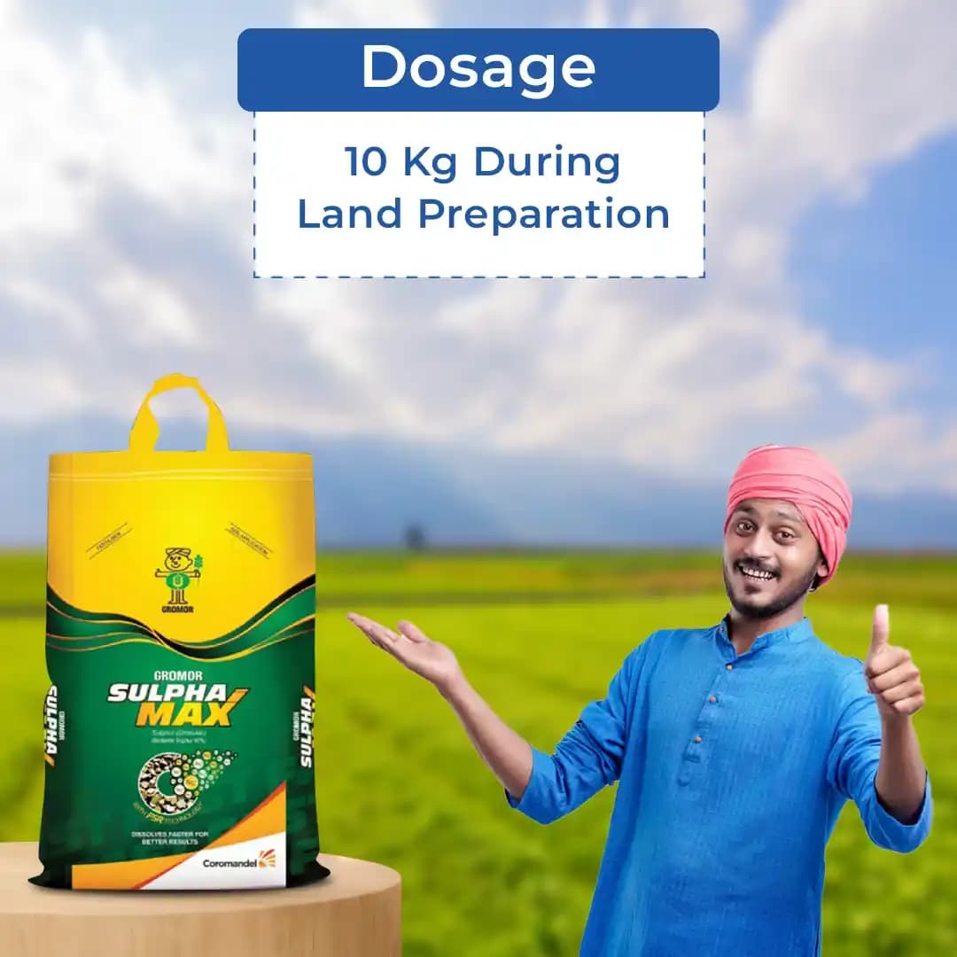 Coromandel Gromor Sulphamax Fertilizer, Faster Release Of Sulphur, Improves Quantity and Quality of Yield - Image 5