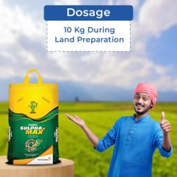 Coromandel Gromor Sulphamax Fertilizer, Faster Release Of Sulphur, Improves Quantity and Quality of Yield 5