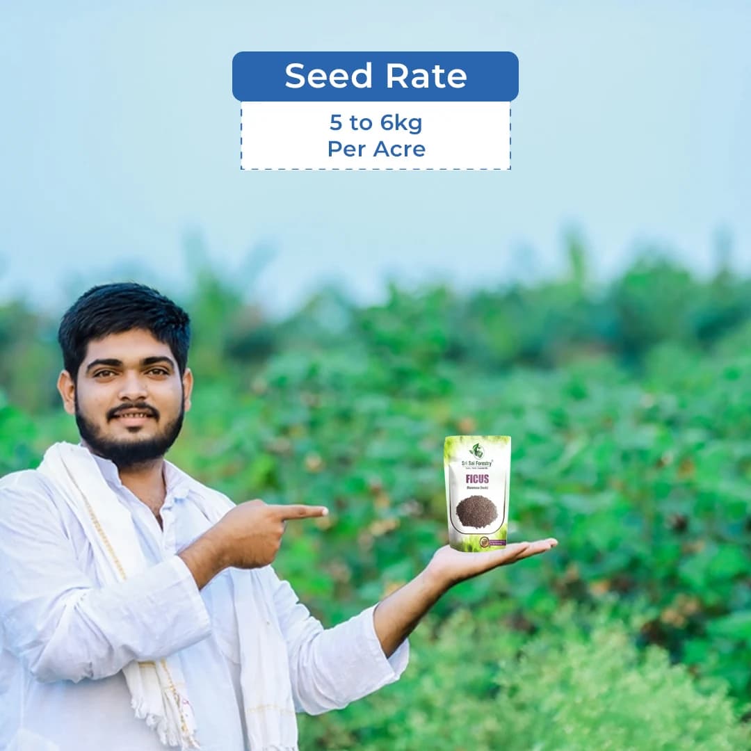 श्री साई फॉरेस्ट्री, गुलर, क्लस्टर फिग, फिकस रासेमोसा, प्राकृतिक स्वादिष्ट अथी फल वृक्ष के बीज - Image 5