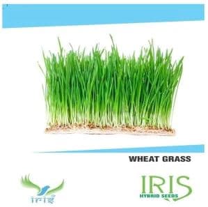Iris Hybrid Herb Seeds Wheat Grass, Duba Ghass, Best For Both Indoor And Outdoor. - Image 1
