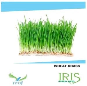 Iris Hybrid Herb Seeds Wheat Grass, Duba Ghass, Best For Both Indoor And Outdoor.