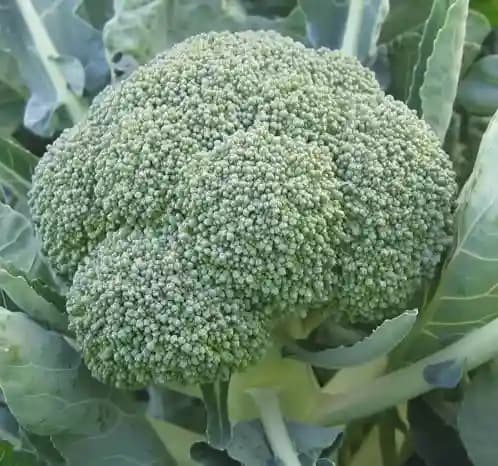 Urja F1 Hybrid Fiesta Broccoli Seeds, Highly Successful Variety Across India - Image 2