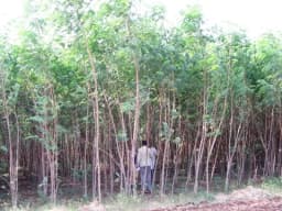 Sri Sai Forestry Subabul Seeds (Leucaena Leucocephala), Safed Babool, Ideal For Fodder Green Manure Plantation And Live Fencing 5