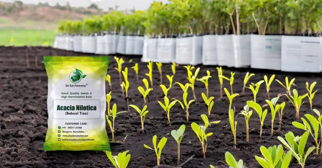 SRI SAI FORESTRY - Arabic Gum (Acacia Nilotica) Babool Tree seeds - Live Fencing Tree Seeds - Image 9