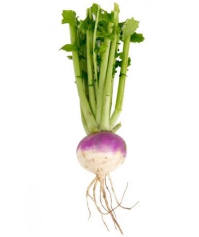 Urja Turnip Purple Top White IMP, Roundish shape, Beet Root Seeds, Best Variety - Image 3