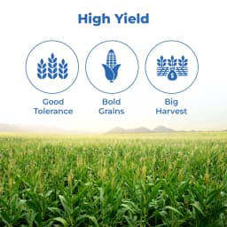 Siri Seed 4555 F1 Hybrid Maize Seed, High Shelling % And Good Grain Weight 3