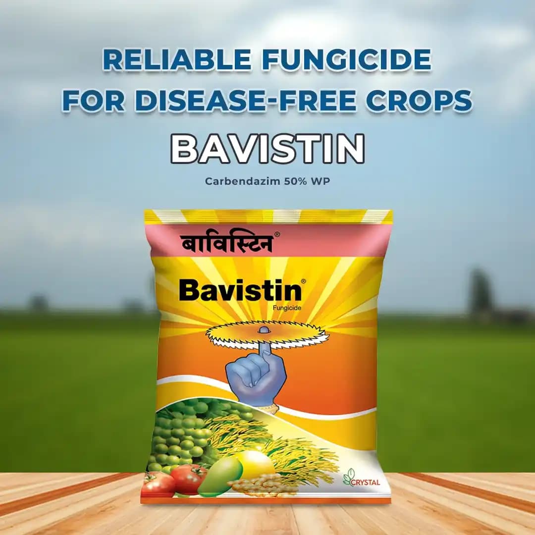 Crystal Bavistin Carbendazim 50% WP Systemic Fungicide Crop Protection Best Use. - Image 2