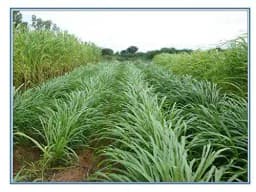 Sri Sai Forestry King Napier Australian Napier Grass Seeds, Elephant Grass Seed 5