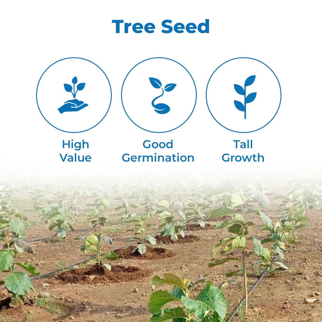 श्री साई फॉरेस्ट्री - सागवान (टीक लकड़ी) वृक्ष के बीज, अंकुरण के लिए उत्तम, लकड़ी के कामों में उपयोगी है। - Image 3