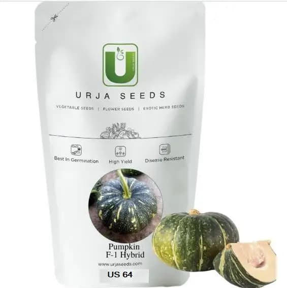 Urja F1 Hybrid US 64 Pumpkin Seeds, Semi Round Ribbed Fruits, High Yield Variety