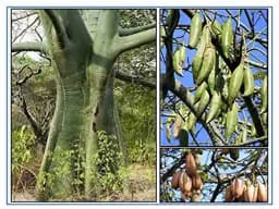 RK Seeds Silk Cotton Tree Seeds , Malabar Semul , Indian Bombax , Kapok Tree , Silk Cotton , Red Cotton Tree , Red Silk Cotton seeds for plantation 3