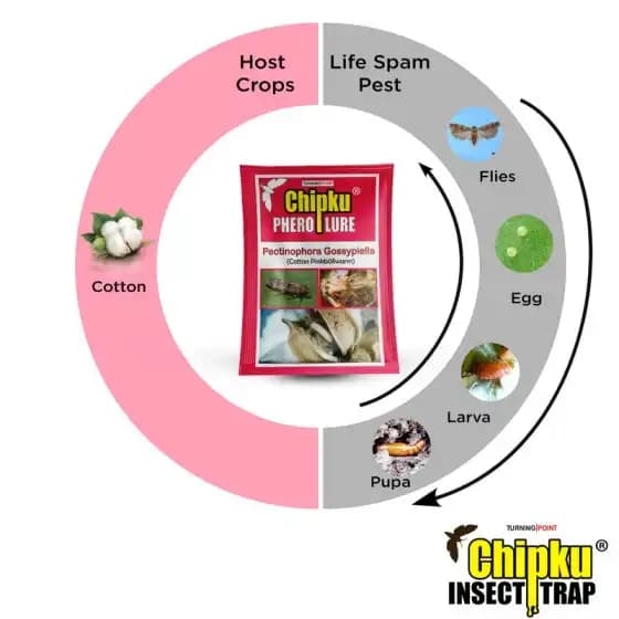Chipku Pheromone Trap Funnel With Pink Bollworm Lure To Catch Insect Moth Of Pink Bollworm (PBW) (Pectinophora Gossippiella) In Cotton Crop. - Image 9
