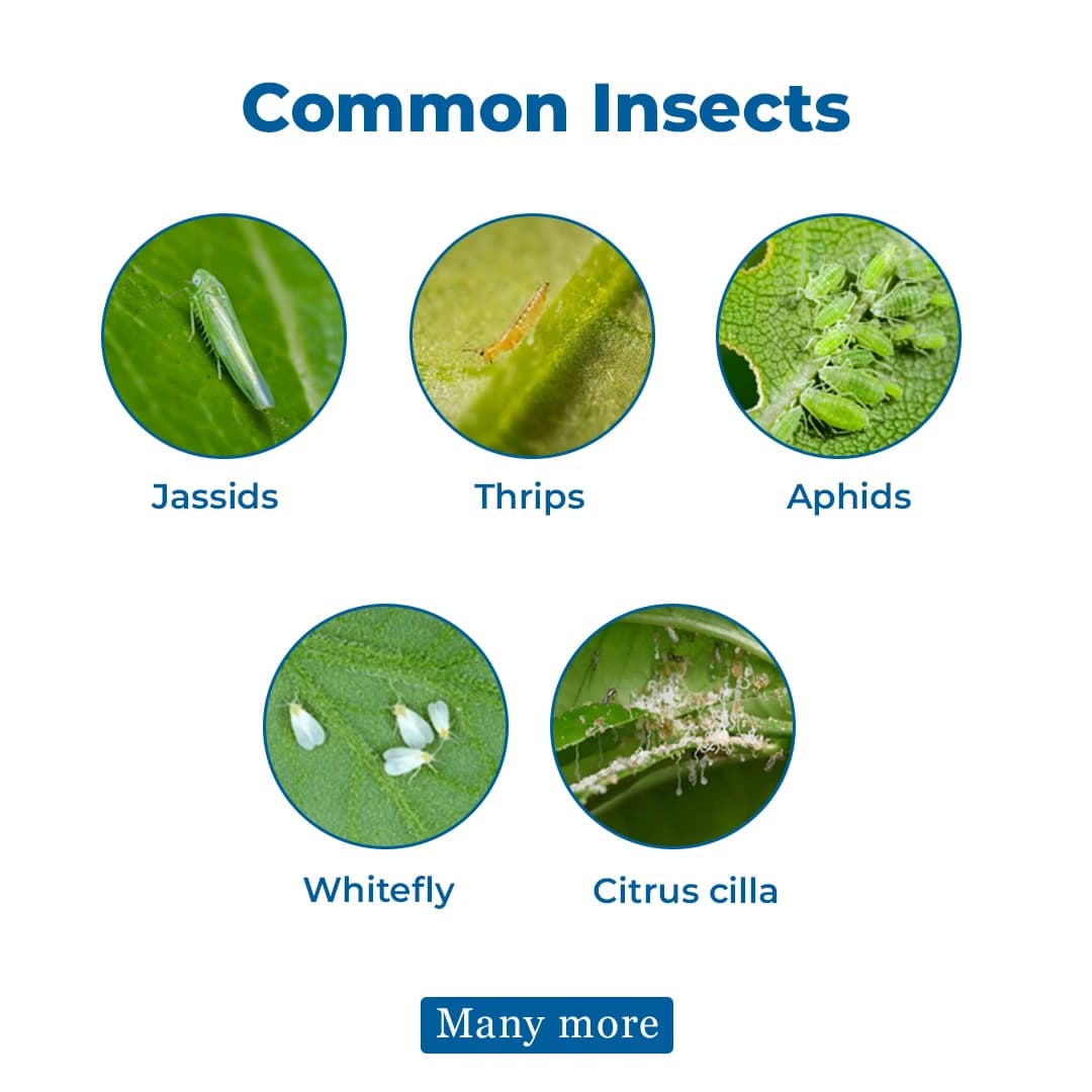 Acedok-20 Insecticide - Acetamiprid 20% SP - Image 3