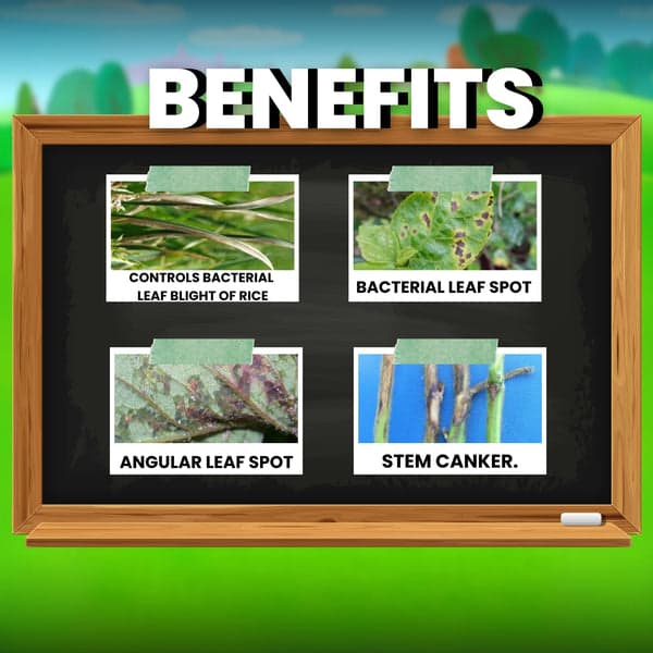 Katyayani KMYCIN Antibiotic Chemical Bacterial Fungicide, Effective Bacterial Disease Control, Preventive & Curative Foliar Spray - Image 4