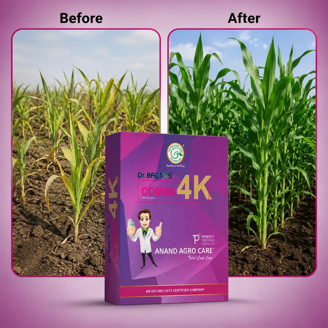 Dr. Bacto\'s Combo 4K (NPK Consortia) Dextrose Based Probiotic Cultures, Helps To Improve Immunity Of Crop. - Image 3