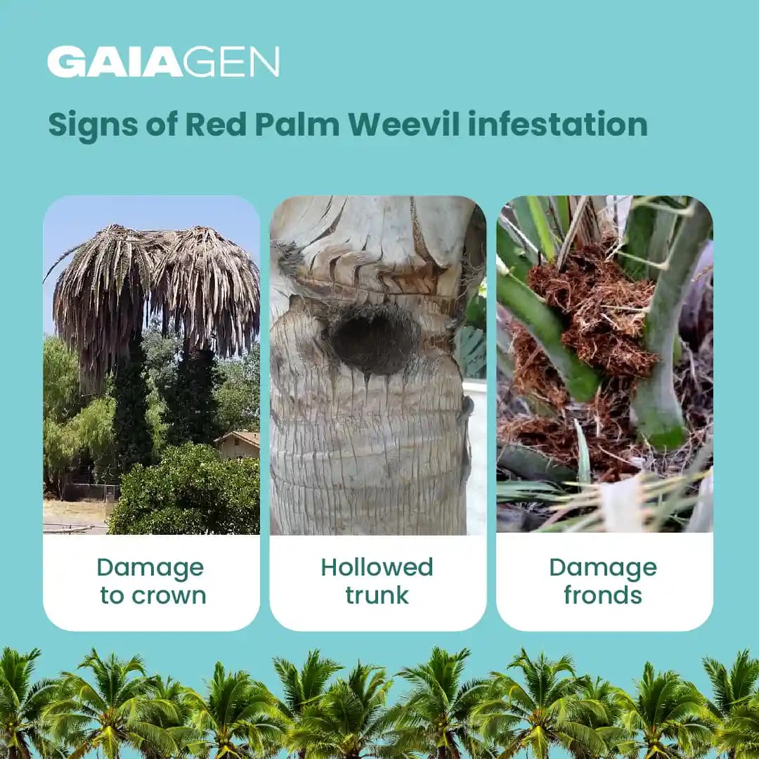 गाइएजेन आरपीडब्ल्यू फेरोमोन ल्योर और कीट बाल्टी जाल, लाल ताड़ सुंडी (राइन्कोफोरस फेरूजीनियस) के लिए, आईएमओ प्रमाणित - Image 5