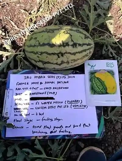 Iris Hybrid Fruit Seeds F1 Hybrid Watermelon Pukhraj - Sugar Baby Type Dark Green Color - Image 5