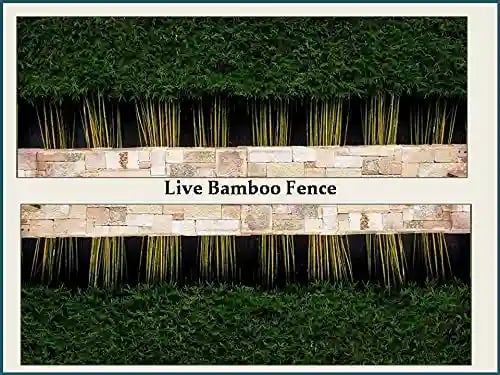 RK Seeds Bamboo Seeds , Bambusa Arundinacea, Indian Thorny Bamboo,Bambusa bambos seeds, Giant Thorny Bamboo,Indian Thorny Bamboo,clumping bamboo seeds