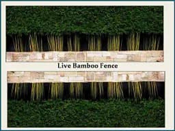 RK Seeds Bamboo Seeds , Bambusa Arundinacea, Indian Thorny Bamboo,Bambusa bambos seeds, Giant Thorny Bamboo,Indian Thorny Bamboo,clumping bamboo seeds 5