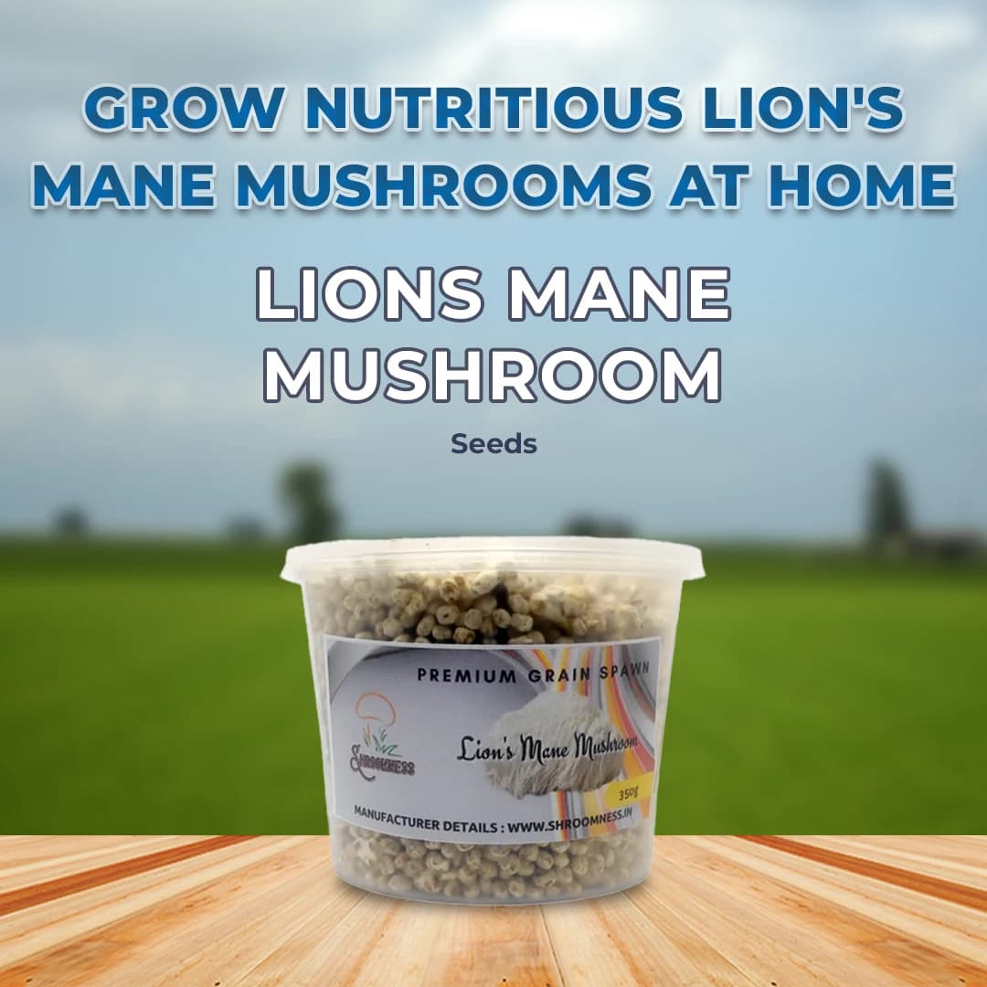 Lions Mane Mushroom Spawn Seed. White, globe-shaped fungi that have long, shaggy spines. - Image 3