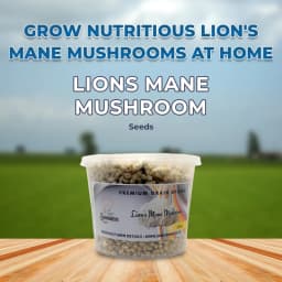 लायन'स मेन मशरूम स्पॉन बीज, सफेद, गोले के आकार वाले कवक जो लंबे, झबरीं कांटों से ढंके होते हैं। 2