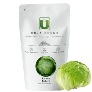 Urja Iceberg Lettuce Seeds, Light Green Fringed and Heavily Ruffled Outer Leaves