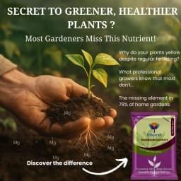 Utkarsh Magnesium Sulphate (Epsom Salt) (MgSO4.7H2O), Magnesium (as Mg) 9.5% and Sulphur (as S) 12% 3