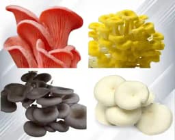 Shroomness Oyster Mushroom Combo ( Pink, yellow, Gray, White ), 350 GM Each. 5