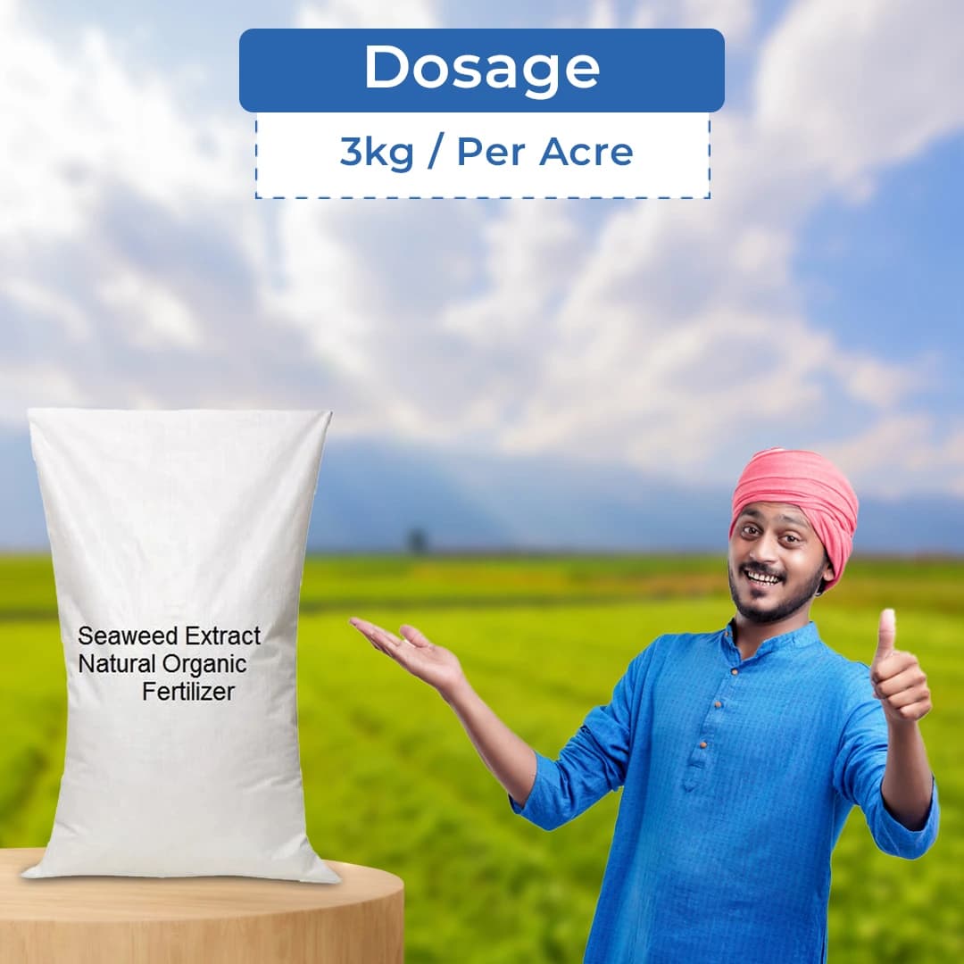 सीवीड एक्सट्रैक्ट एक जैविक उर्वरक, उच्च गुणवत्ता, प्राकृतिक अत्यधिक विशिष्ट प्रेरक पदार्थ, फसलों की जीवनदायिनी शक्ति। - Image 5