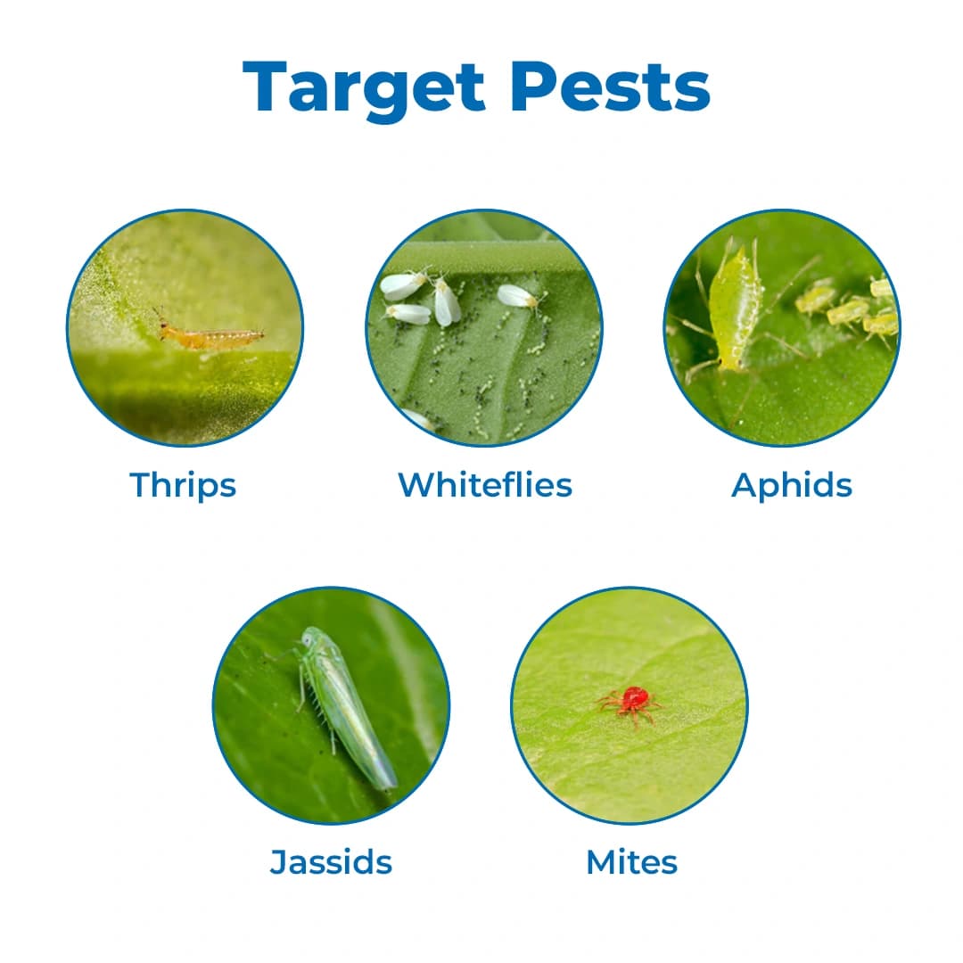 Adama Takaf Insecticide - Image 3