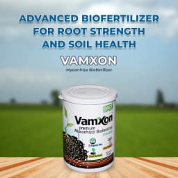 Bacf Vamxon - Mycorrhiza Biofertilizer 2