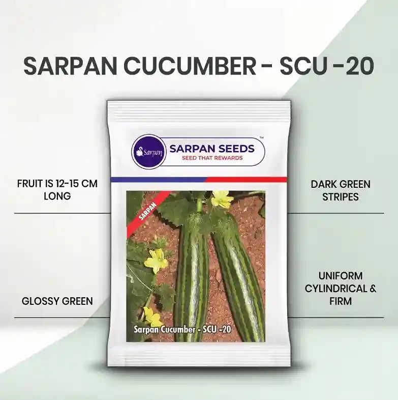 Sarpan Hybrid F1 SCU 20 Cucumber Seeds, Glossy Green Fruits With Dark Green Stripes.
