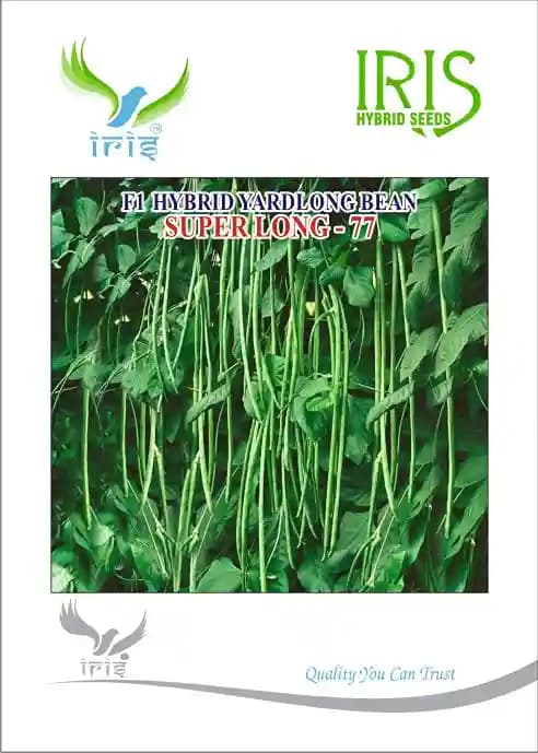 Iris Hybrid Vegetable Seeds, F1 Yardlong Beans SuperLong-77, Best For All Season - Image 1
