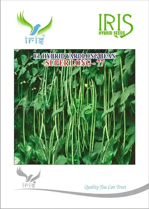 Iris Hybrid Vegetable Seeds, F1 Yardlong Beans SuperLong-77, Best For All Season