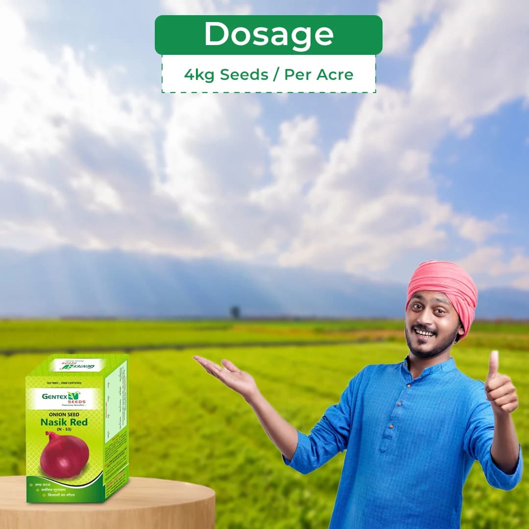 जेंटेक्स नासिक रेड (एन-53) प्याज के बीज, कांदा नां बीज, उच्च उपज देने वाली किस्म और अच्छी अंकुरण दर। - Image 5
