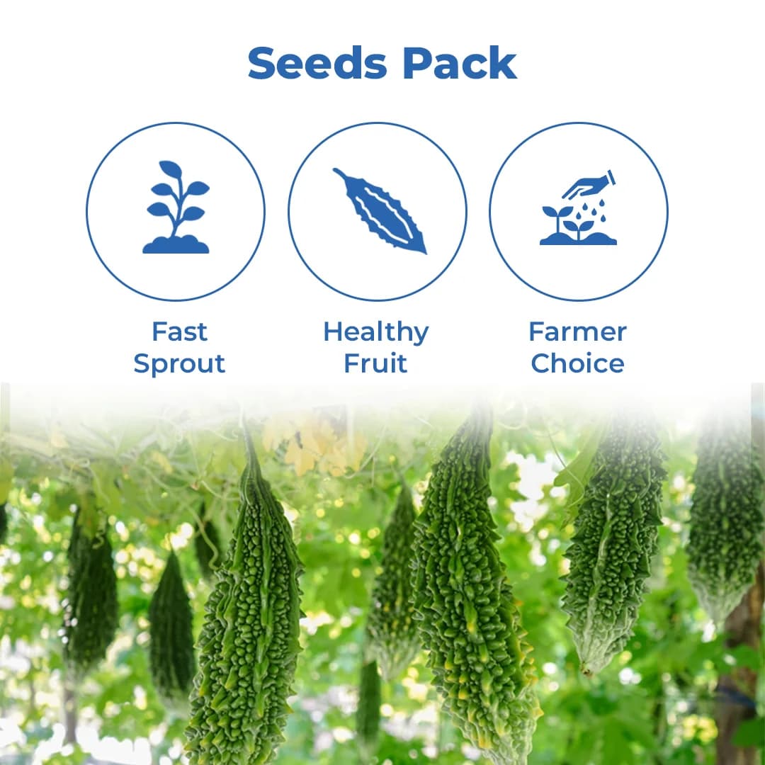 Iris IHS-135 F1 Hybrid Bitter Gourd Seeds, Vegetable Seeds, Dark Green Color - Image 3